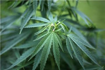 Die Wirksamkeit von Cannabis sei bisher nicht vollends erforscht, argumentieren die gesetzlichen Krankenkassen. Foto: Oliver Berg