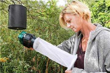 Die Wissenschaftlerin Doreen Walther vom Zentrum für Agrarlandschaftsforschung hängt im Zoo Halle eine Mückenfalle auf. Foto: Jan Woitas