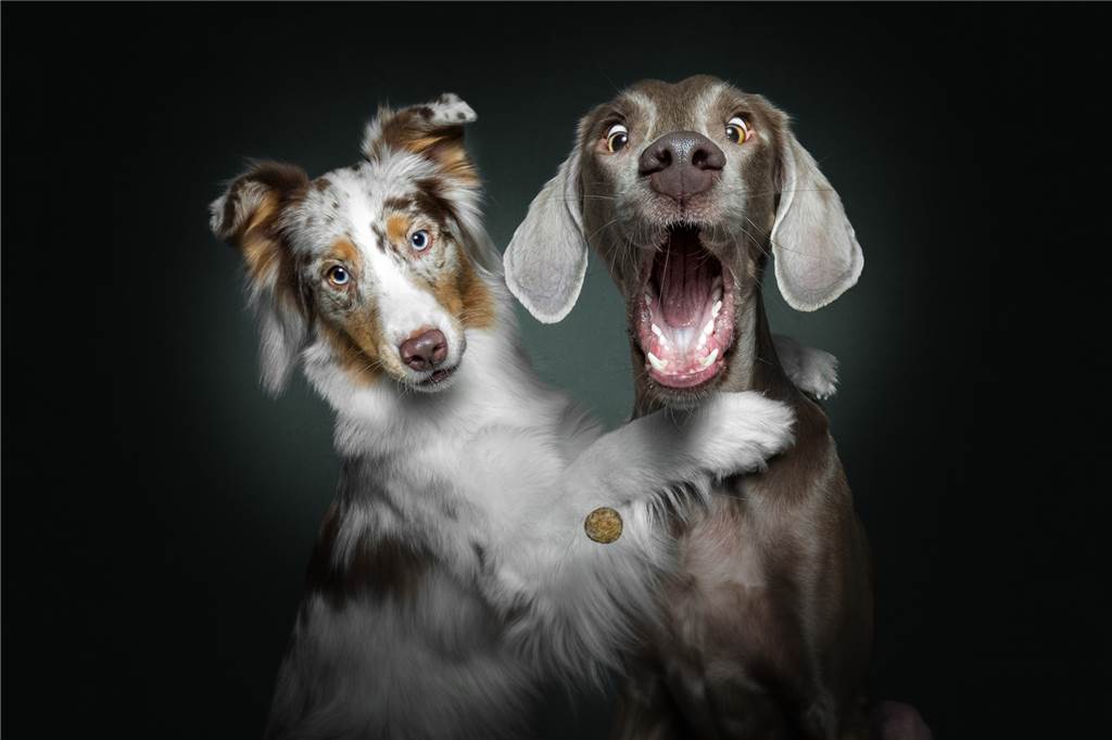 Sogar Justin Bieber liebt die Hunde-Fotos von Christian Vieler aus Bork Die witzigen Hundefotos haben weltweit Fans. Christian Vieler kam durch ein Fotoshooting mit seiner Labradordame Lotte auf die Idee.