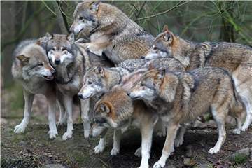 Die Wolfspopulation in Deutschland breitet sich stetig aus. Von Mai 2017 bis April 2018 konnten 60 Rudel, 18 Paare und zwei territoriale Einzeltiere nachgewiesen werden. Foto: Bernd Wüstneck