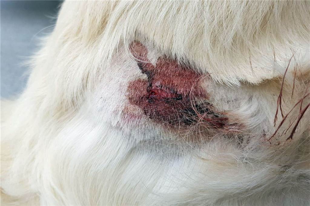 Nach Hunde-Attacke auf „Paul“: Mutter (50) und Tochter (25) suchen Schäferhund-Besitzer Die Wunde des Golden Retrievers musste in der Tierklinik Ahlen behandelt werden.