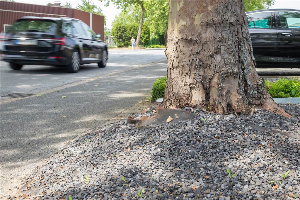 Bäume auf der Max-Planck-Straße werden nicht gefällt Die Wurzeln der Allee breiten sich immer weiter aus. Das betrifft nicht nur die Gebäude.