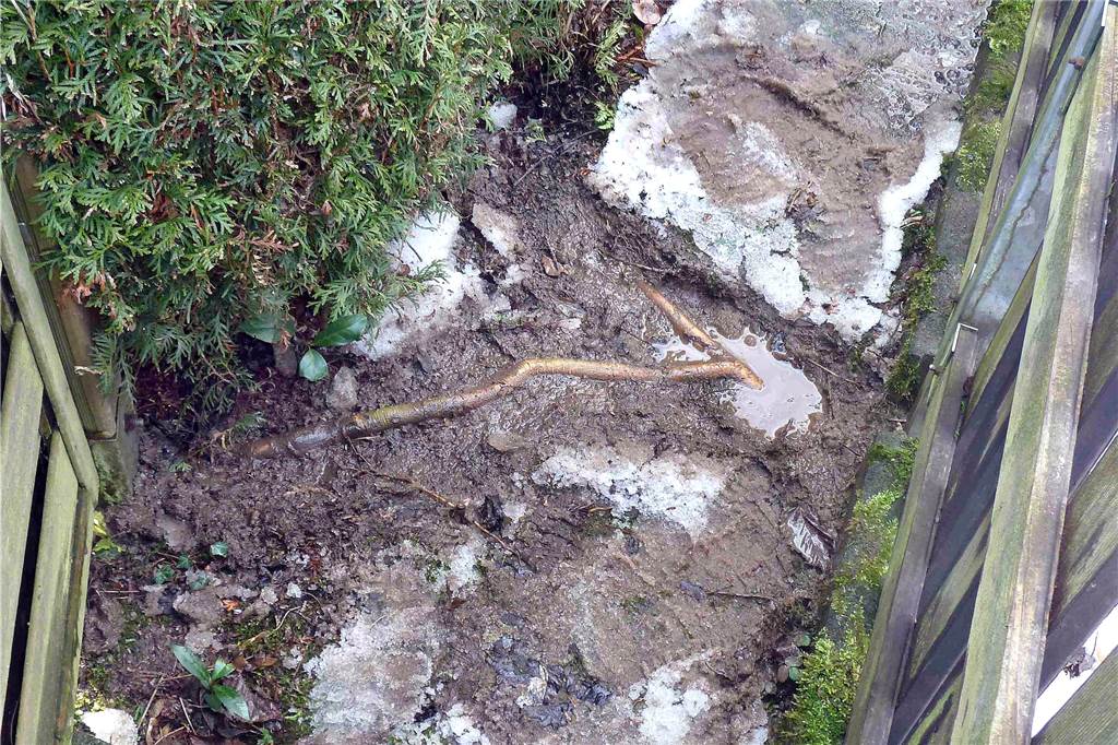 Nachbarschaftsstreit eskaliert: Als Arne Siegel nach Hause kam, war die Esche im Garten gefällt Die Wurzeln der Esche seien über die Gartengrenze bereits zu ihrer Terrasse gewachsen, klagen die Nachbarn und haben ein Foto gemacht.