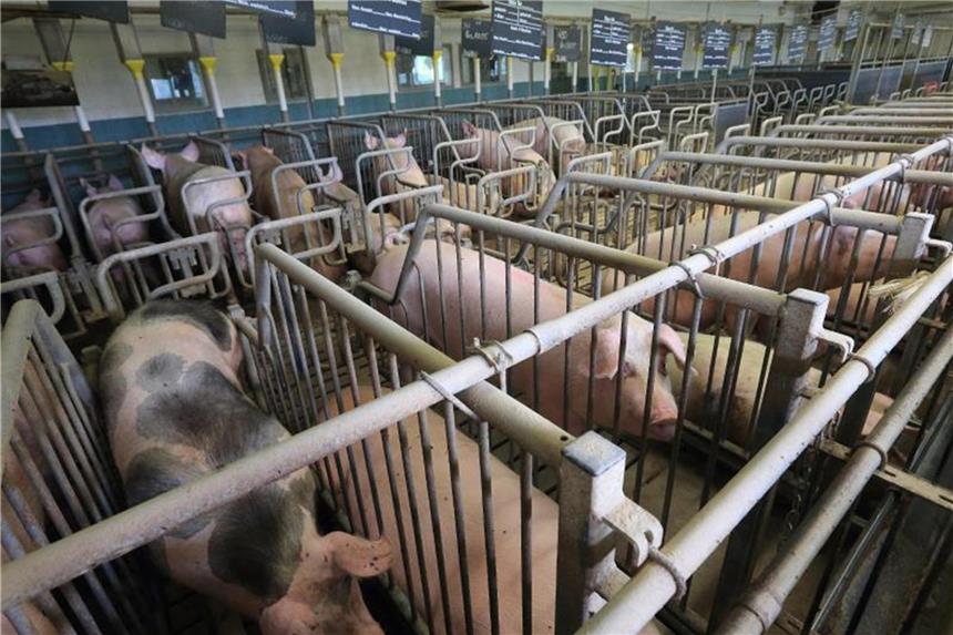 Mehr Schweine und weniger Milchkühe in den Ställen Die Zahl der Betriebe, die Schweine halten, sank weiter – um 1,5 Prozent auf 23 500. Foto: Jens Wolf
