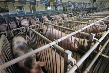 Die Zahl der Betriebe, die Schweine halten, sank weiter – um 1,5 Prozent auf 23 500. Foto: Jens Wolf