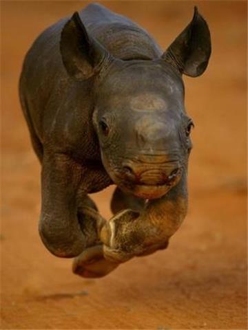 Die Zahl der Nashörner in Afrika ist laut WWF seit 1997 von rund 11 000 auf 18 500 Tiere angewachsen. (Archivbild)