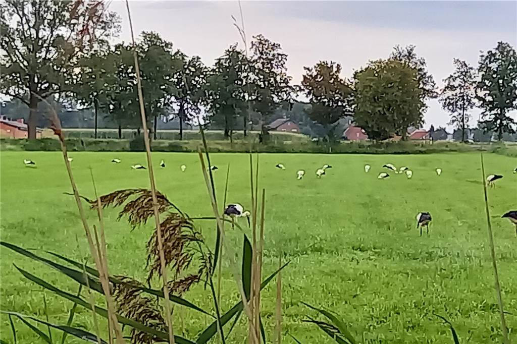 Die Zahl der Weißstörche in NRW erholt sich seit Jahren wieder.