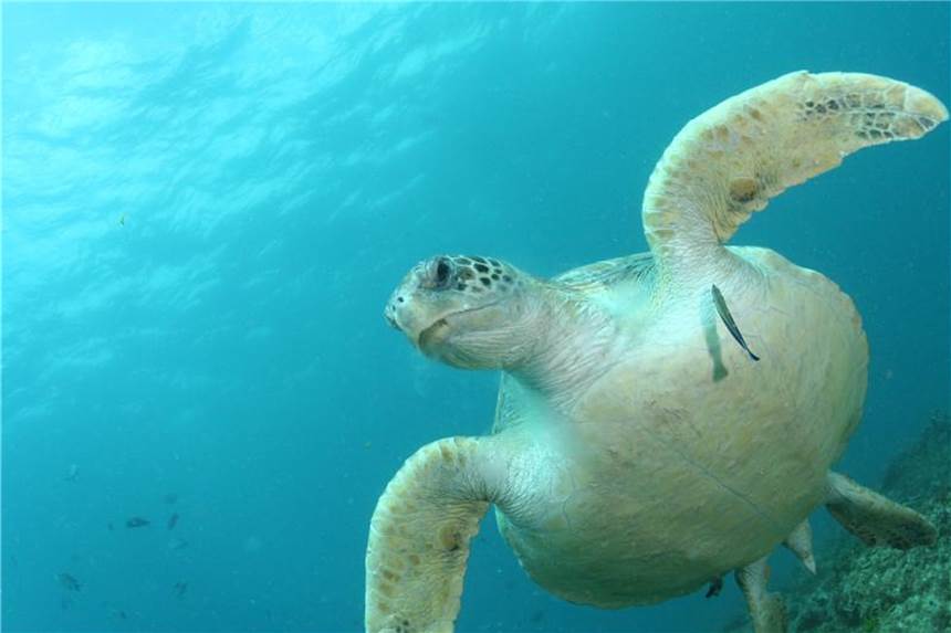 Junge Meeresschildkröten stärker von Plastikmüll bedroht Die Zahl und Masse der in den Tieren gefundenen Plastikgegenstände variierte stark - von einem bis zu Hunderten Teilen, die teils mehrere Gramm schwer waren. Foto: Kathy Townsend/CSIRO