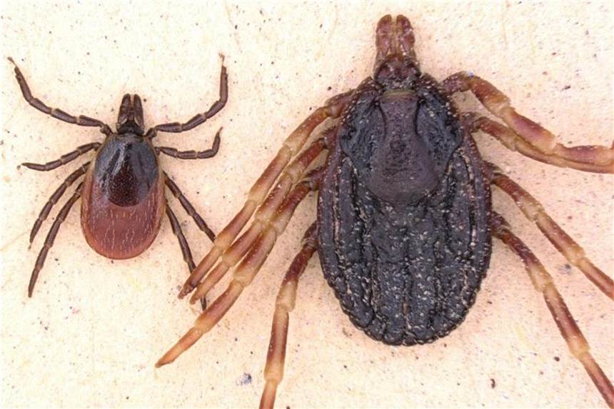 Die Zecke Hyalomma marginatum (r) ist deutlich größer als der Gemeine Holzbock (l, Ixodes ricinus) und kann Zecken-Fleckfieber auf den Menschen übertragen. Foto: