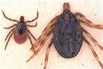 Die Zecke Hyalomma marginatum (r) ist deutlich größer als der Gemeine Holzbock (l, Ixodes ricinus) und kann Zecken-Fleckfieber auf den Menschen übertragen. Foto: