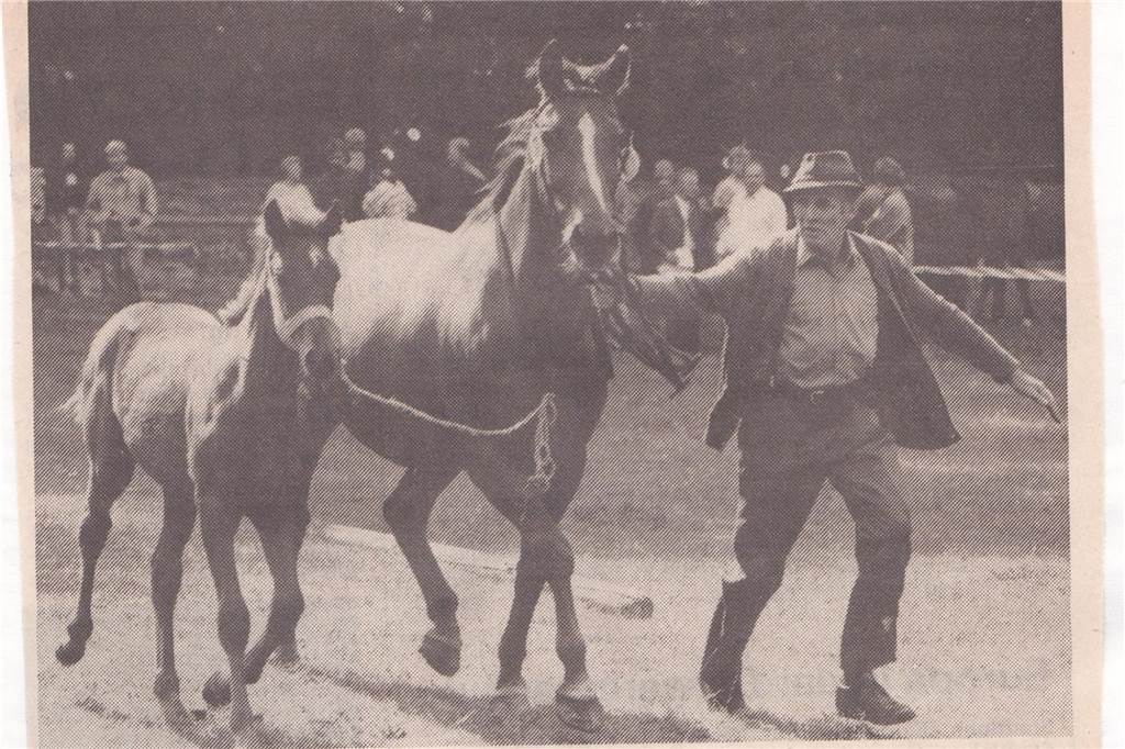 Bleibt Attraktivität 100 Jahre? Antworten aus dem Reitverein Legden Die Zucht ist ein wichtiges Element des Vereins. Hier ein Bild aus der Tageszeitung von 1992 mit Züchter Alfred Schulze Beikel, der bei der Stutenschau in Ahaus Mutter und Nachwuchs vorstellt.