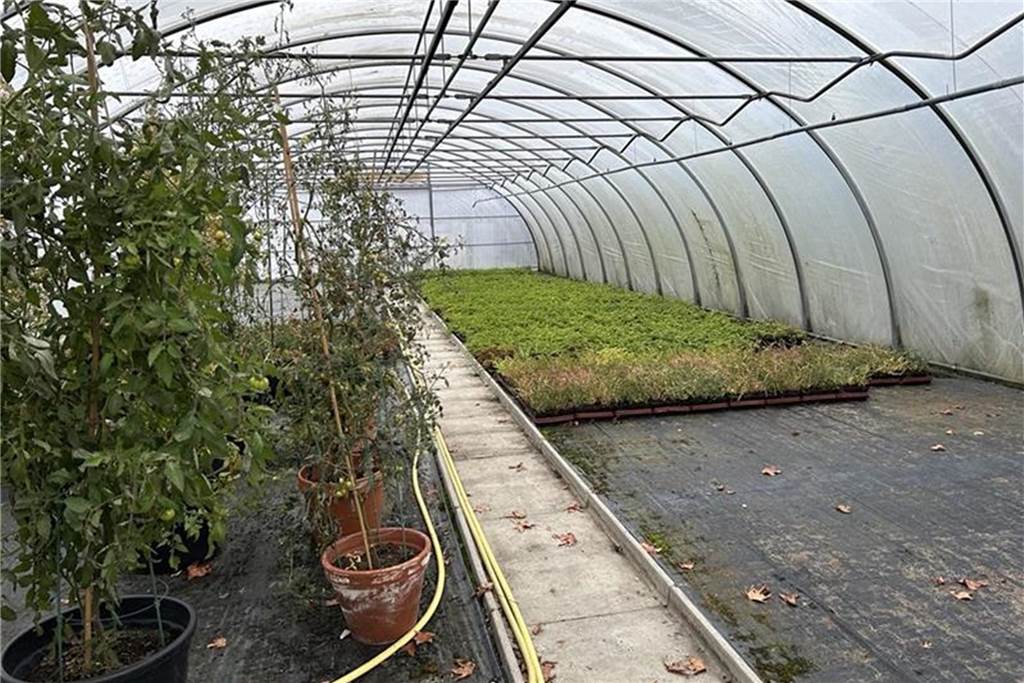 Mediterrane Pflanzen überwintern in Gewächshäusern der Gärtnerei Krell Pflanzen im Gewächshaus