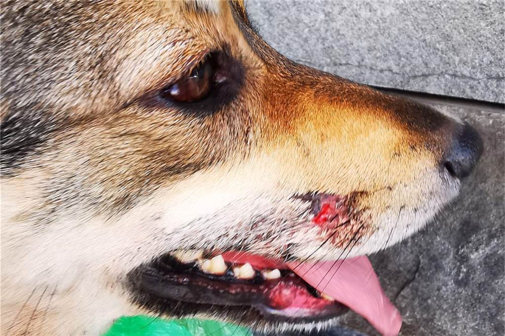 Schwer misshandelter Hund in Dortmund gefunden - sollte das Tier sterben? Die zwei bis drei Jahre alte Hündin wurde mit vielen Verletzungen wie einer Schürfwunde im Gesicht gefunden.