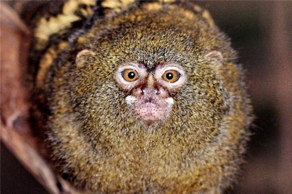 Dortmunder Zoo: Das sind die fünf coolsten Tiere im Amazonashaus Die Zwergseidenäffchen sind echte Leichtgewichte