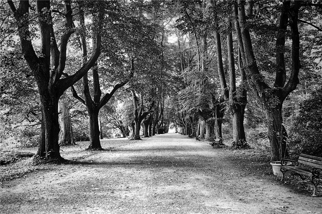 Nach Wasserschaden: Physiotherapiepraxis wurde Ausstellungsraum Diese Allee fotografierte Mark Besten im Rombergpark in Dortmund.