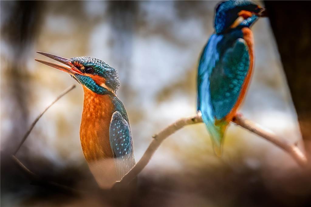 Fotos mit Riesen-Objektiv: Wolfgang Kersting sucht besondere Motive Diese Eisvögel erwischte Wolfgang Kersting an der Stever.