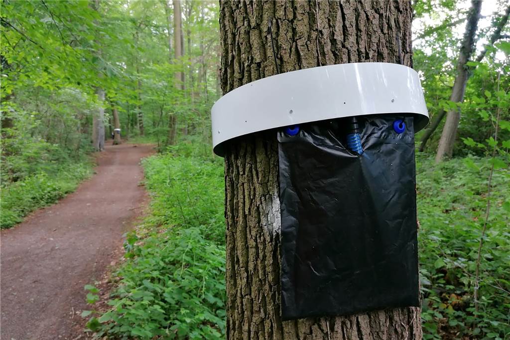 Kampf gegen Eichenprozessionsspinner in Werne kostet jährlich mehr als 90.000 Euro Diese Fallen für Eichenprozessionsspinner, angebracht im Stadtwald, haben sich nicht bewährt.