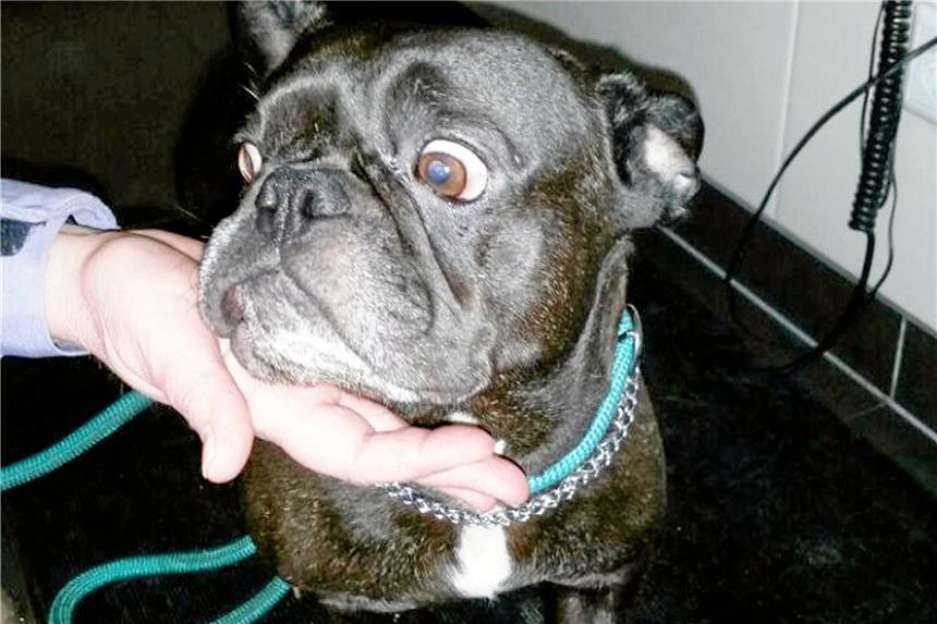 Bulldogge mit Trümmerbruch ausgesetzt Diese französische Bulldogge wurde schwer verletzt ausgesetzt.