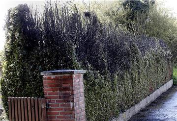Diese Hecke brannten gestern am Henewiger Weg