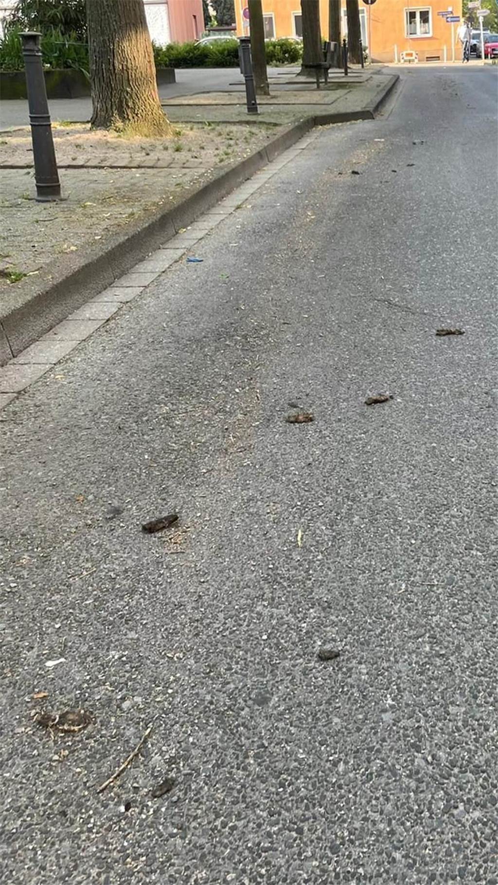 Tagesmutter Claudia Schulze startet Aktion gegen öffentliches Hundeklo Diese Hundehaufen befanden sich alle im Fußgängerbereich, bis der EDG-Reinigungswagen sie auf die Straße geschoben hat.