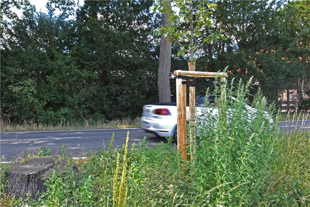 Straßen.NRW kümmert sich um die 200 Jahre alte Baumallee in Lembeck Diese junge Eiche wird drei Jahre lang beim Anwachsen unterstützt. Der Drei-Bock gibt Stabilität und die Bambusmatte schützt den Stamm vor der Sonneneinstrahlung.