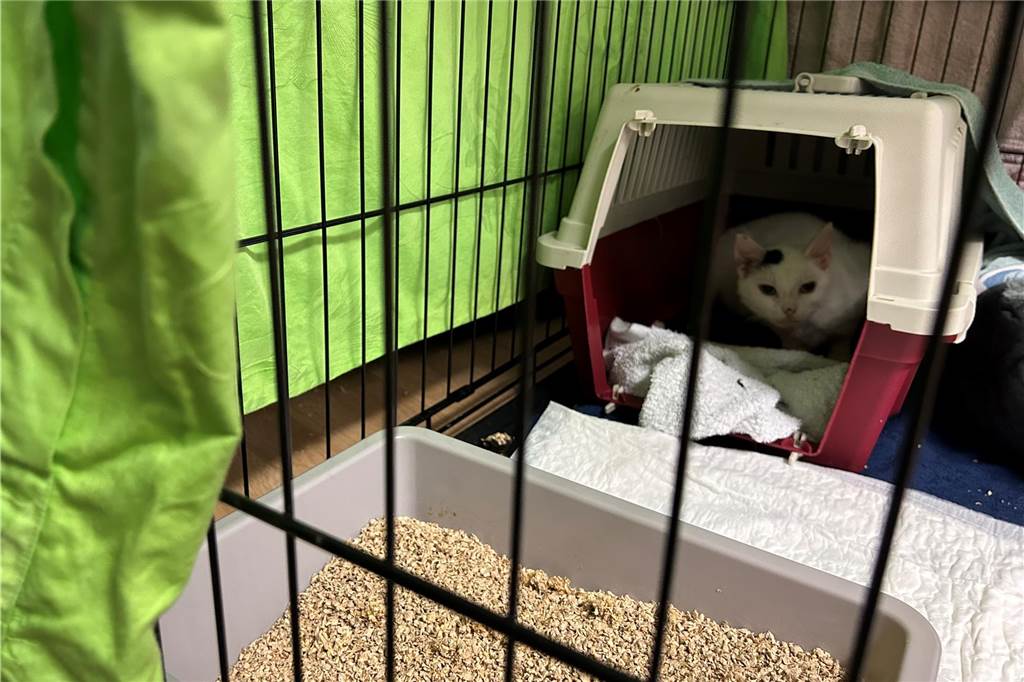 Conny Sander setzt Streunerkatzenprojekt fort: Lösung für Spenden Diese Katze ist erst sieben Monate alt und bekommt bereits Kitten.