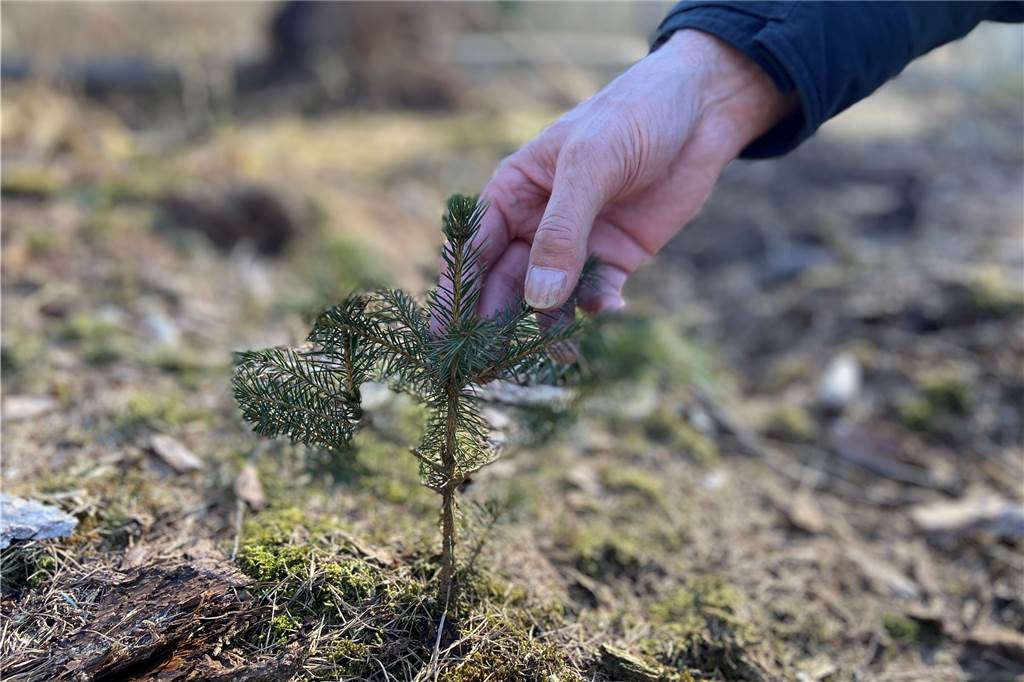 Sturmschäden in Haltern: Wald wird Jahrzehnte zum Heilen brauchen (mit Video) Eine zwei Jahre alte Fichte in einem Wald in Haltern.