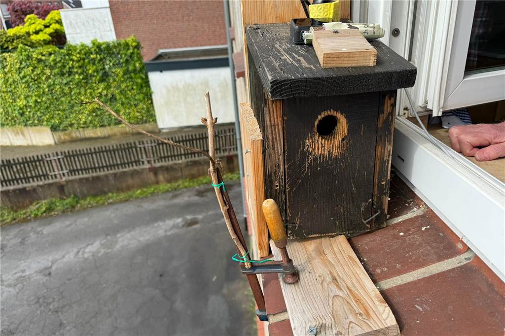 Helmut Kaczmarek ist „Meisen-Flüsterer“: 1,7 Mio. Aufrufe für YouTube-Video Ein Brutkasten wurde auf eine Fensterbank montiert.