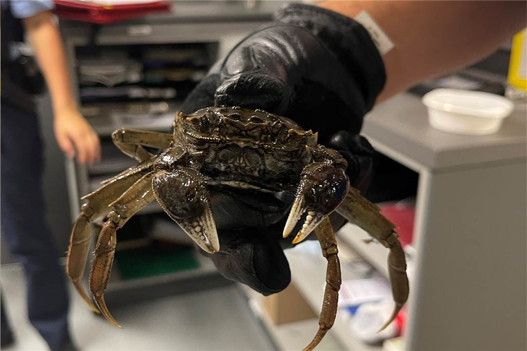 Kuriose Geschichten: Gestohlener Baum, Krabbe im Zug, rätselhafte Schilder Eine Krabbe