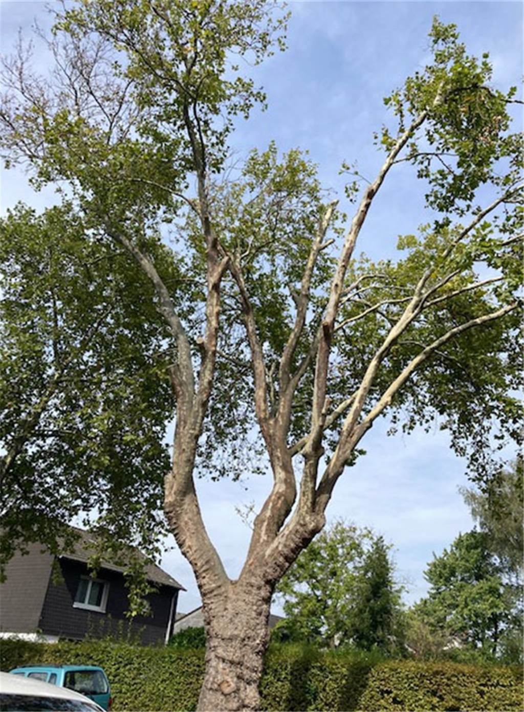 Vandalismus im Dortmunder Süden: Gift-Attacke auf 80-jährige Platane Die riesige Platane mit großer Baumkrone an der Rüdighauser Straße wird wohl bald gefällt werden müssen.