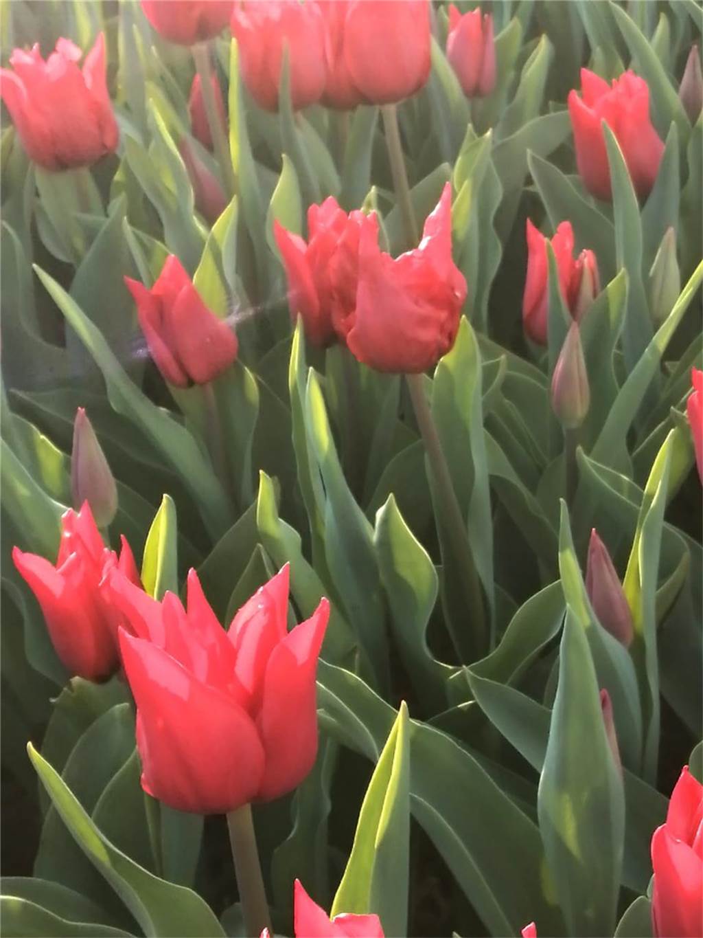 Diese schönen Tulpen hat Leserin Ursula eingefangen.