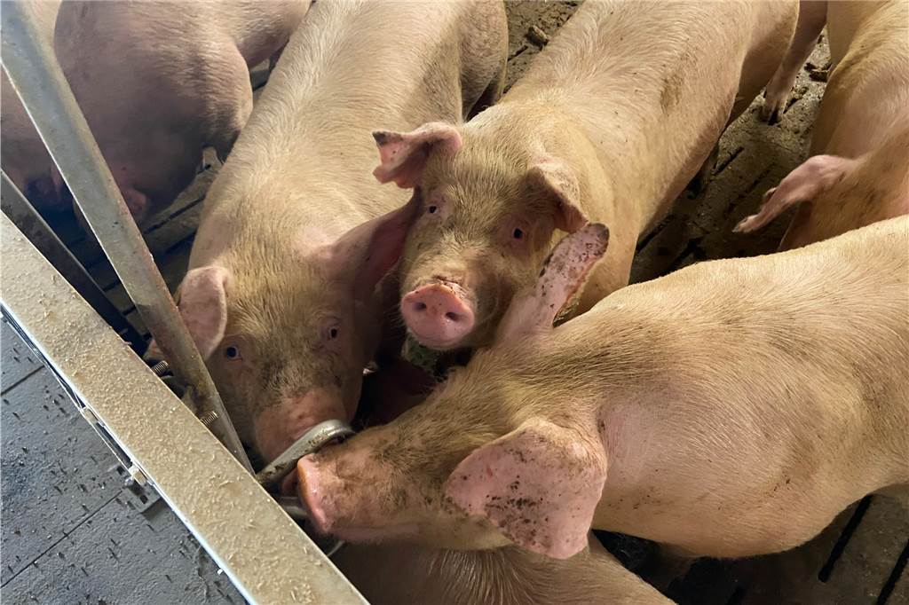 Martin Hagemann Schweine Mastschweine Hof Fleisch Schweinefleisch Haltern 