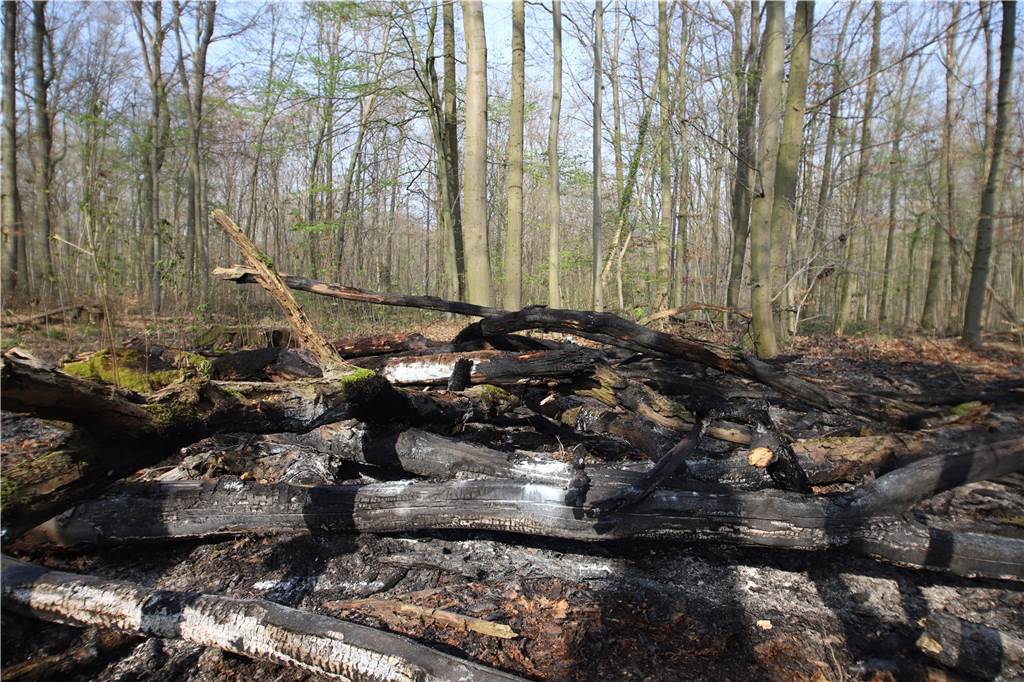 Brand im Wald am Cappenberger See: Anwohner sehen Feuerwerk und Funken Diese Totholzgruppe war in Brand geraten und musste von der Feuerwehr gelöscht werden.