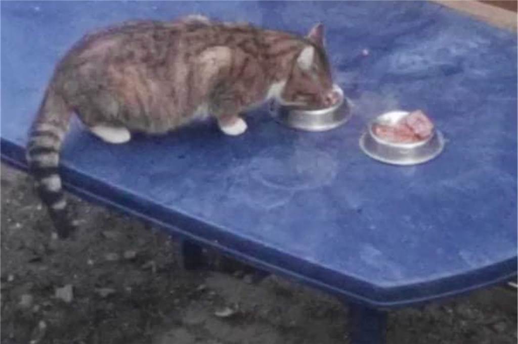 Conny Sander ruft um Hilfe: „Wir haben in Dorsten ein menschengemachtes Katzenelend“ Eine Katze schleckt Futter an einer Fundstelle.
