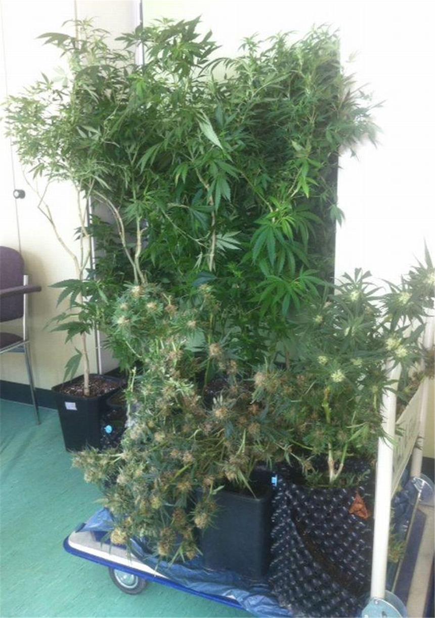 Drogen-Züchter wirft Cannabis-Pflanzen aus dem Fenster Diese und weitere Cannabis-Pflanzen stellte die Polizei in der Wohnung des 29-Jährigen sicher.