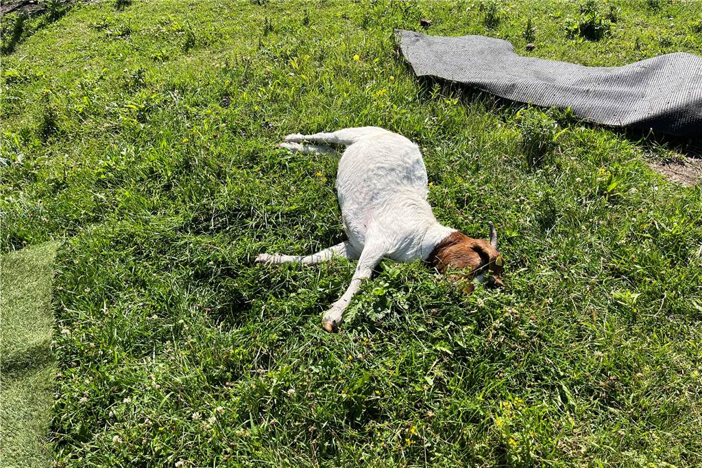 Wolf reißt Tiere der Florawelt – Stefanie Schüring ist geschockt Eine tote Ziege liegt im Gras.
