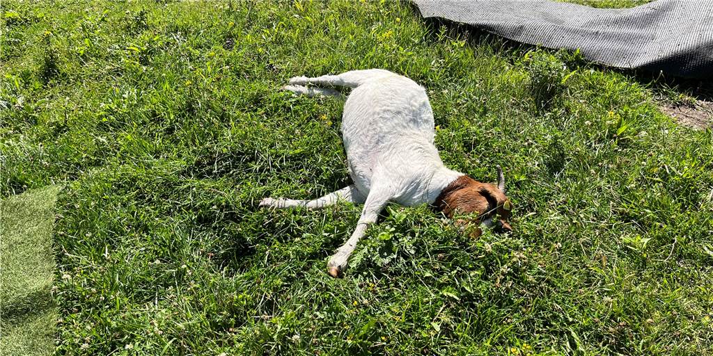 Gerissene Tiere der FloraWelt: Ergebnis der Gen-Analyse liegt vor Eine tote Ziege liegt auf einer Wiese an der FloraWelt in Dorsten.