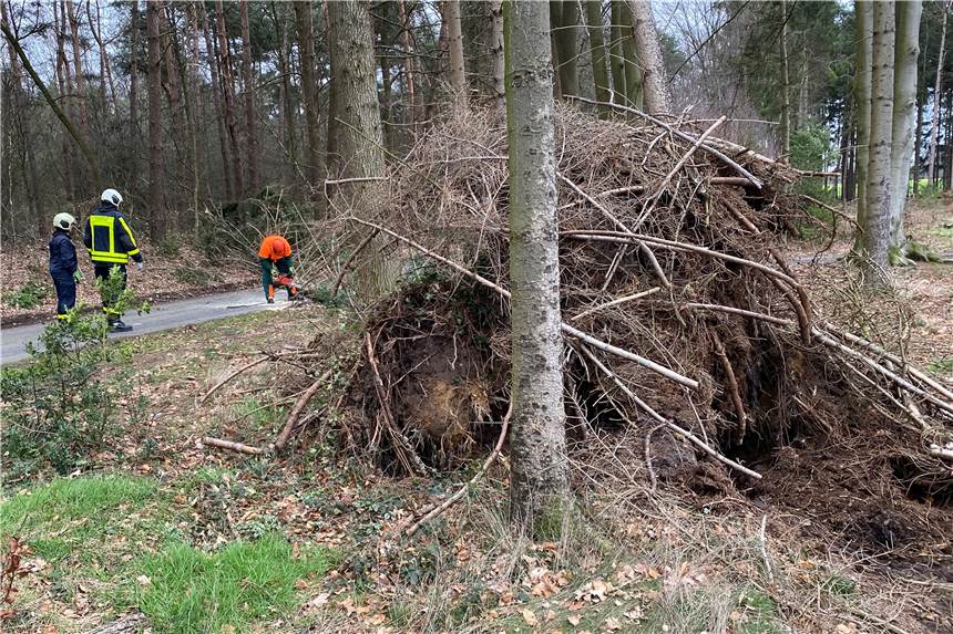 So war der stürmische Sonntag in Dorsten und den Nachbargemeinden Diesen Baum riss der Sturm am Sonntagmittag in Lembeck auf der Straße "Im Elwen" aus dem Erdreich.