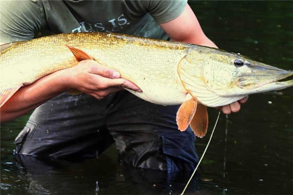 Sommerhitze stresste Fische und Angler Diesen großen Hecht haben Mitglieder des ASV Stadtlohn ebenfalls in der Berkel gefangen.