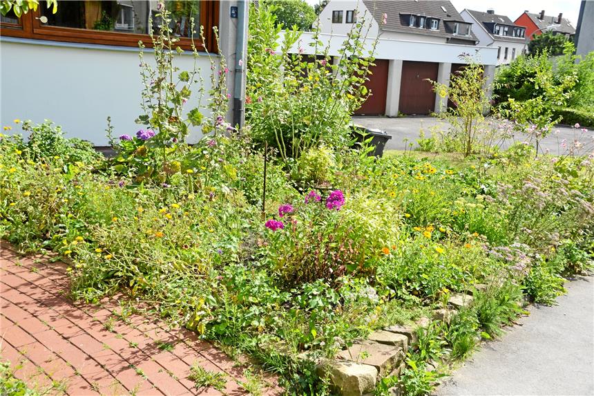 Neue „lebensfeindliche Gartenkultur“ auf dem Vormarsch Diesen insektenfreundlichen, etwas wild anmutenden Vorgarten hat die Dortmunder BUND-Kreisgruppe in Eichlinghofen entdeckt.