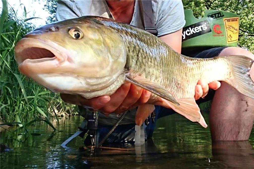 Sommerhitze stresste Fische und Angler Diesen Karpfen haben Mitglieder des ASV Stadtlohn in der Berkel gefangen.