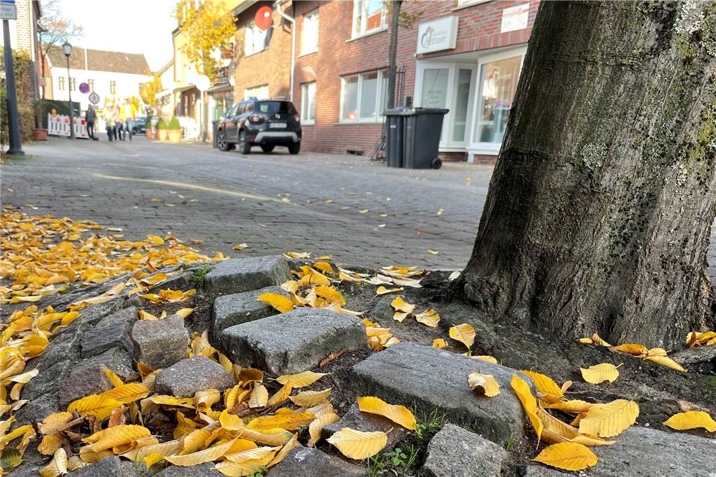 Gefahrenquelle: Stadt will mehrere Bäume in der Innenstadt fällen Dieser Baum an der Marktstraße verschafft sich Platz. Die Pflastersteine halten die Wurzeln nicht.