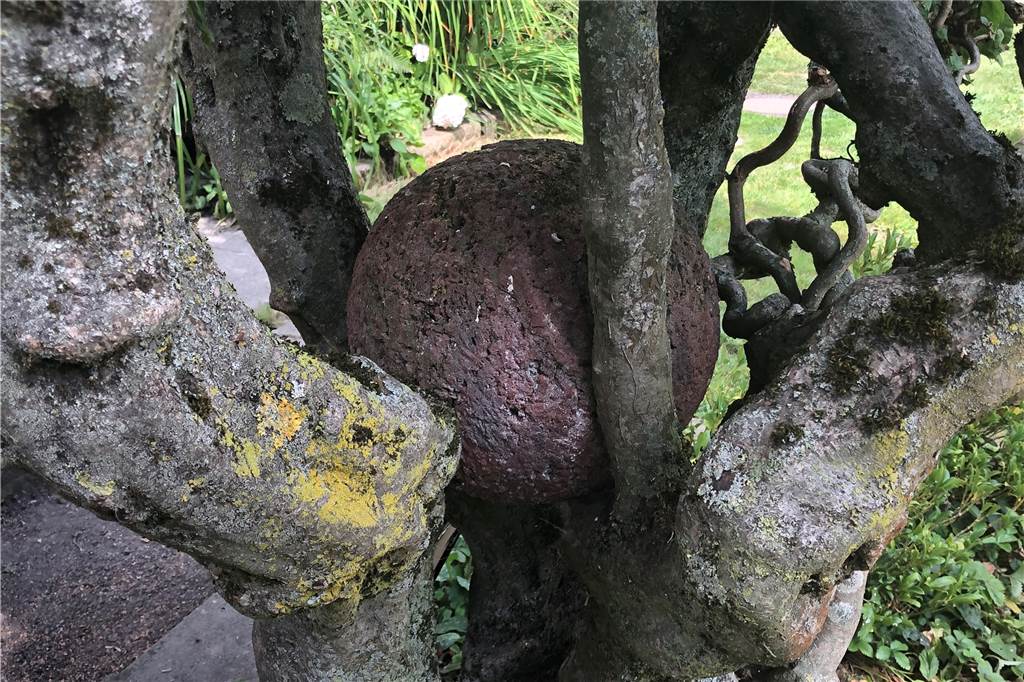 Zwischen Chaos und Ordnung: Im Garten eines Castrop-Rauxeler Künstlers Dieser Baum hält die Steinkugel bereits seit 30 Jahren. Vor einem Jahr platzierte Jan Bormann eine weitere in einem anderen Baum.