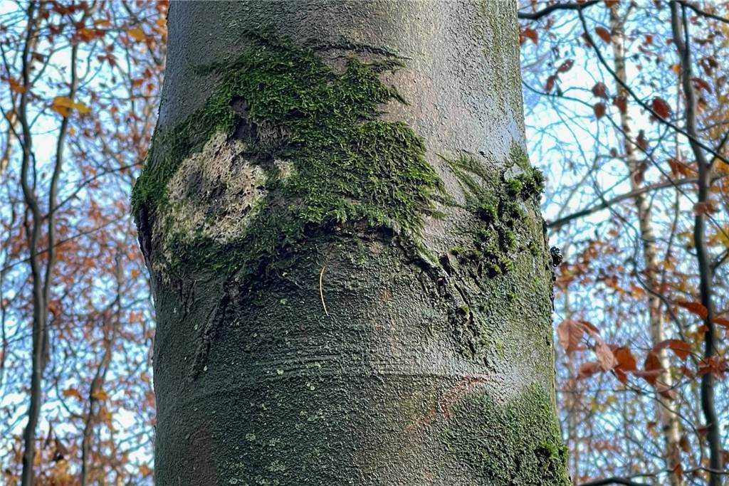 Dieser Baum ist schlecht gelaunt. Die Mundwinkel hat er tief nach unten gezogen. Kein Wunder: Eines seiner Augen scheint entzündet zu sein. Wer das nicht erkennt, kann an der Buche, die im Nordkirchener Hirschpark steht, zumindest die Himmelsrichtung ablesen. Moos wächst meist auf der Nordseite eines Baumes. 