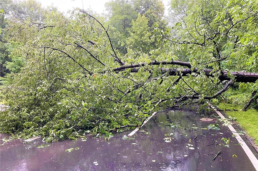Radikal-Rodung am ehemaligen Knepper-Gelände: „Es war Gefahr in Verzug“ Dieser Baum war während des Unwetters auf die Nierhausstraße gekracht. Viele der anderen Bäume seien laut Stadt auch nicht mehr standsicher gewesen.