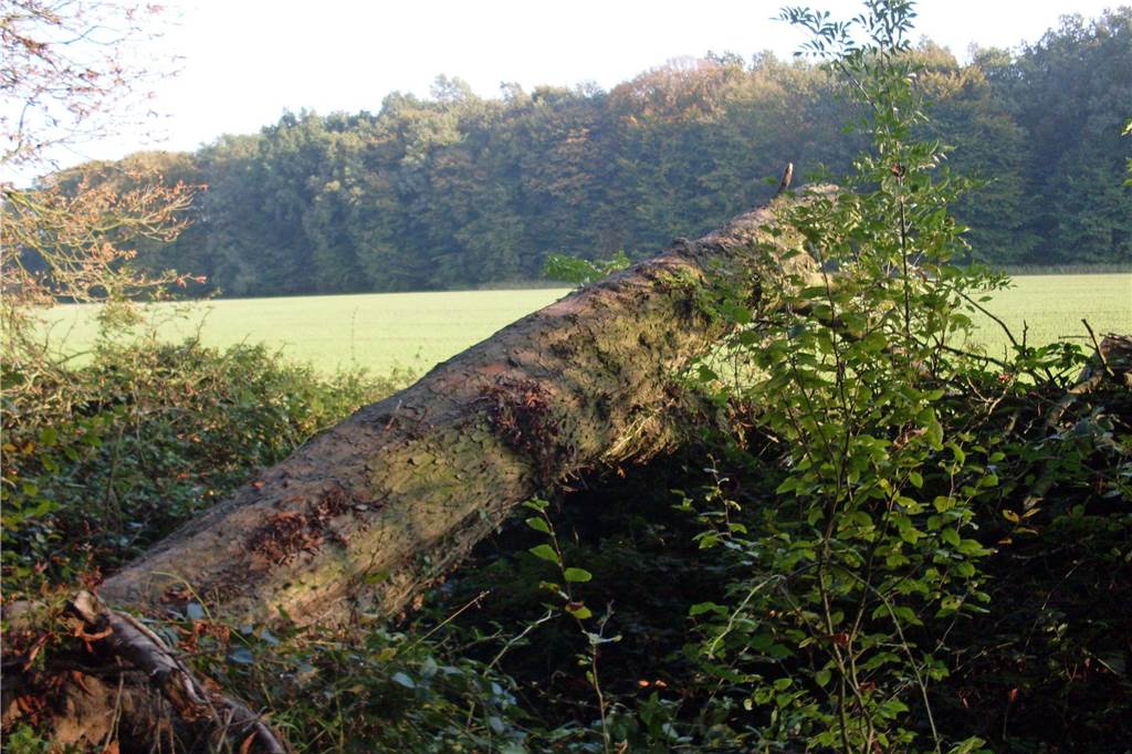 So bereitet sich die Feuerwehr auf Unwetter vor Dieser Baum wurde vom Sturm Kyrill im Jahr 2007 gefällt. Die Feuerwehren sorgen dann dafür, dass sie beseitigt werden.