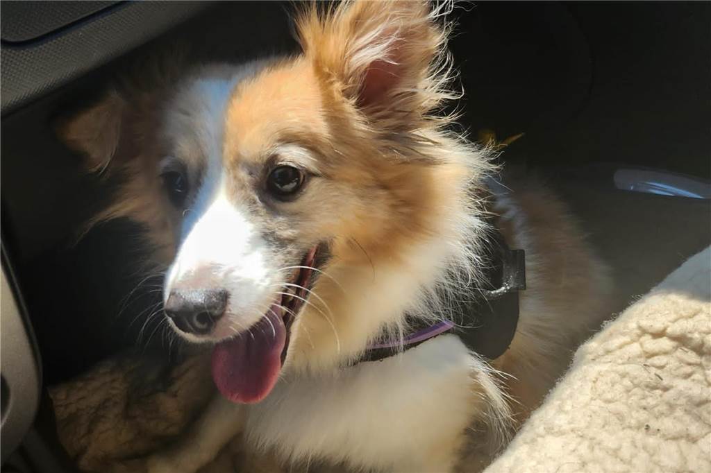 Arche 90 rettet acht Tiere aus Huckarder Müll- und Fäkalien-Wohnung Dieser Hund hat viele offene Stellen am Körper, die sich aufgrund der Fäkalien entzündet haben. Auf dieser Aufnahme sieht man ihm sein großes Leid nicht an.