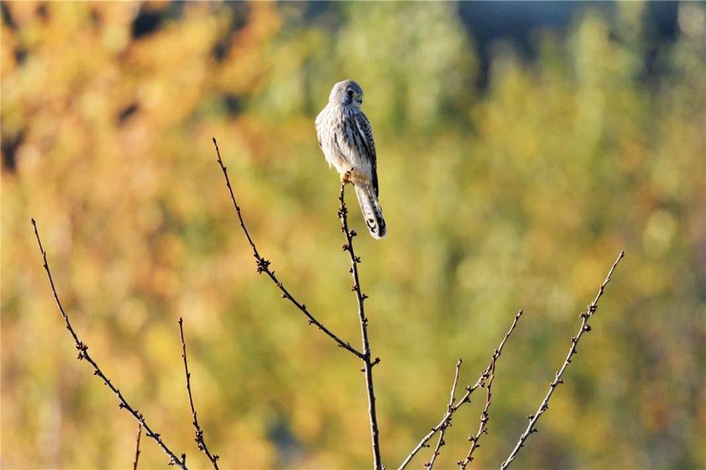 Dieser junge Turmfalke wohnt am Phoenix-See.