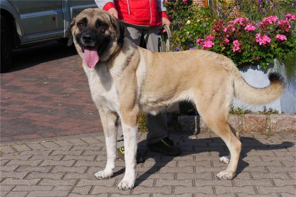 Staatsanwaltschaft und Kreis vermitteln Hunde und Kaninchen Das Bild zeigt einen großen Kangal-Hund.