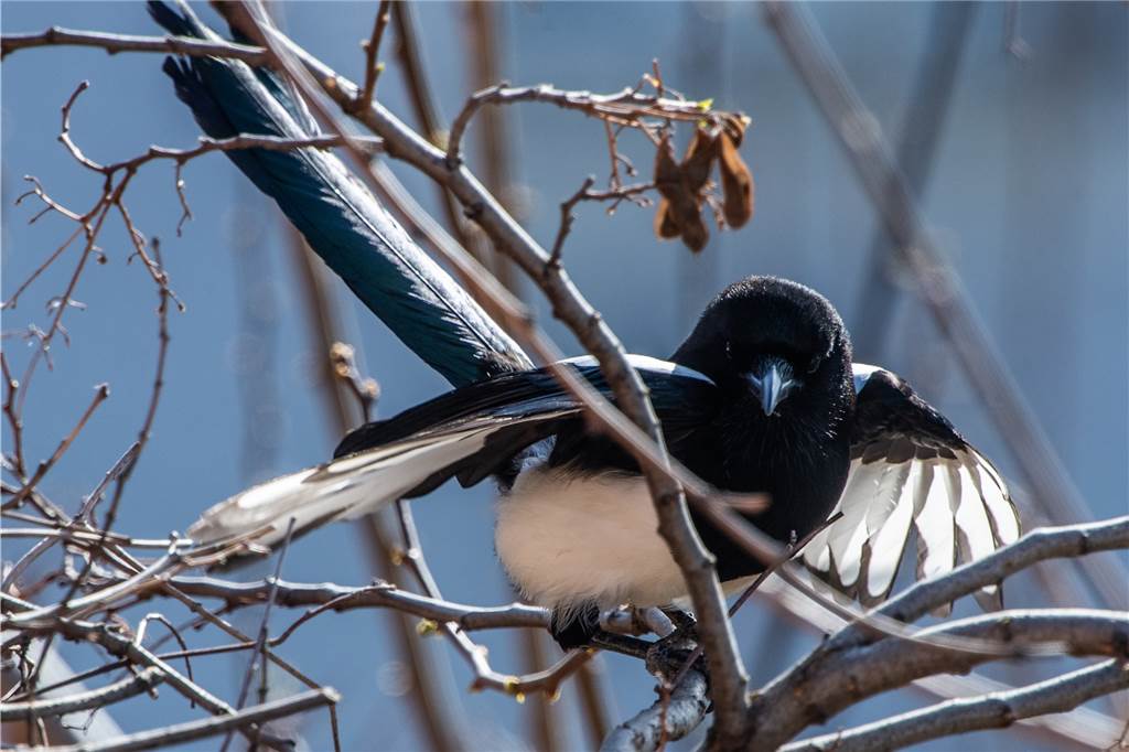 „Tiefstes Mittelalter“ im Kreis Unna: Krähen an den Füßen aufgehängt Dieser Rabenvogel ist nicht rabenschwarz, sondern schwarz-weiß: die Elster. Einen guten Ruf genießt aber auch sie nicht, da sich das Vorurteil hartnäckig hält, sie sei diebisch.